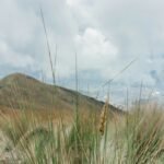 a grassy area with a hill in the background